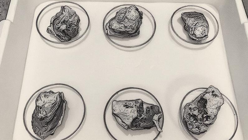 Cientistas realizam ensaios em laboratório com ostras-do-mangue para avaliar os efeitos toxicológicos de compostos de droga sintética (Foto: Reprodução)