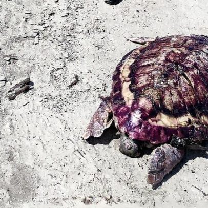 Mortes de tartarugas na Baía de Guanabara geram preocupação ambiental em Magé