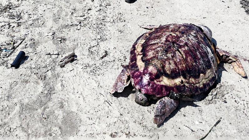 Tartaruga encontrada na Praia da Coroa (Foto: Reprodução)
