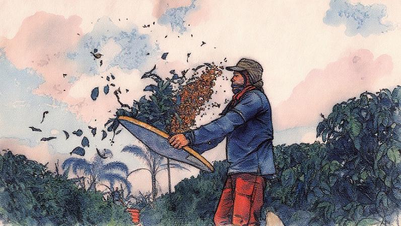 Volume total de exportações de café solúvel aumenta 33% entre janeiro e agosto, apesar da queda no volume (Foto: Reprodução)