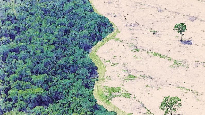 52 milhões de hectares da Floresta Amazônica se perderam nos últimos 40 anos (Foto: Reprodução)