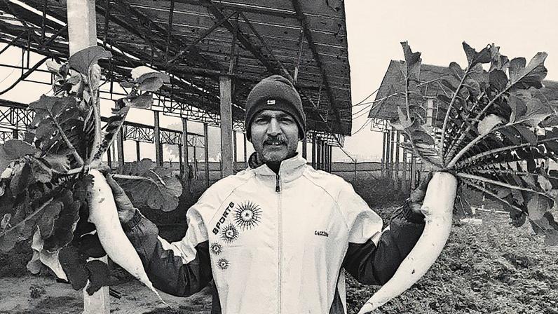 Harpal Dagar cultiva sob painéis solares há cinco anos (Foto: Reprodução)