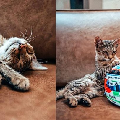 Gatinho se torna atração no paddock da F1 ao "invadir" circuito; confira fotos