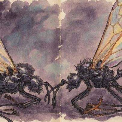 Filhotes de formiga revelam surpreendente diversidade genética em colônia