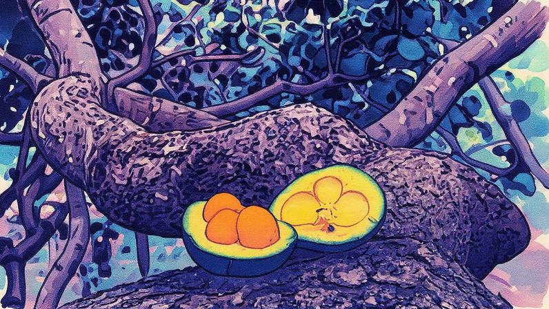 Fruto de pequi do Cerrado, conhecido por seus benefícios à saúde (Foto: Reprodução)