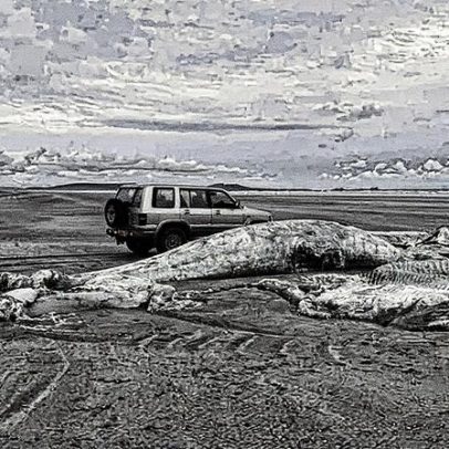 Criatura enigmática é encontrada morta em praia do País de Gales e causa curiosidade