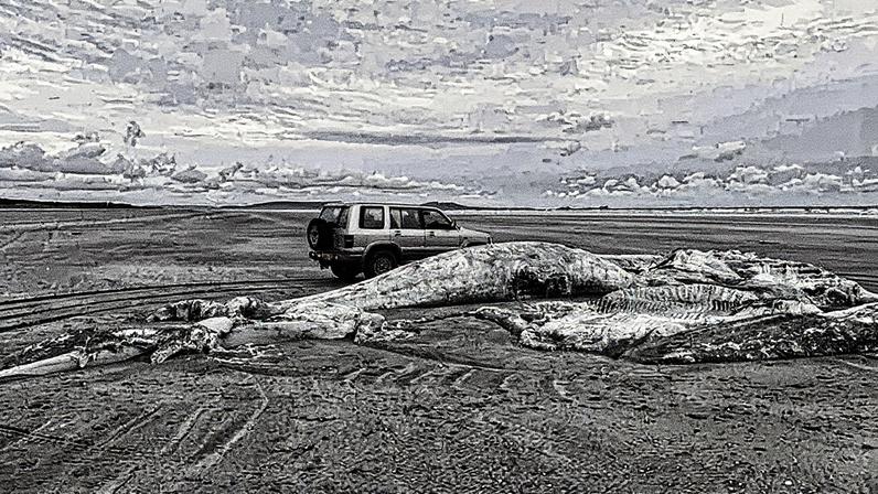 Carcaça gigante encontrada na praia do Reino Unido (Foto: Reprodução)