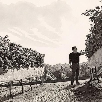 Vinícolas preveem colheita menor no inverno, mas com qualidade superior