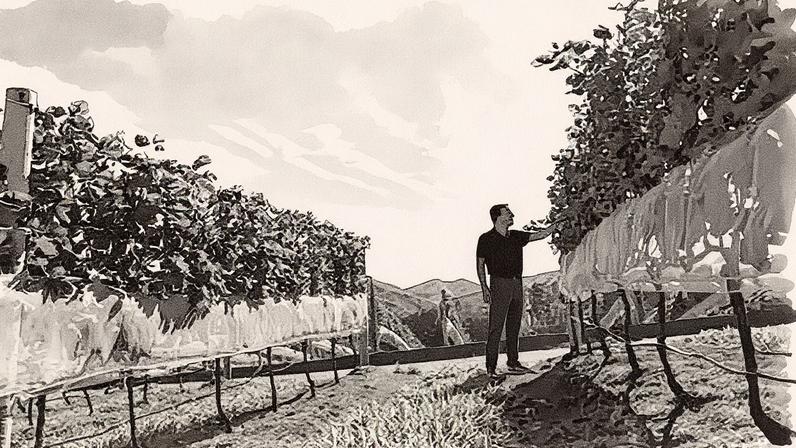 Vinícola Maturano, localizada em Teresópolis (RJ), planeja produzir 35 mil garrafas na safra de 2025 (Foto: Reprodução)