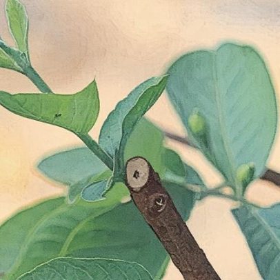 Composto da goiabeira combate inflamação em doenças periodontais