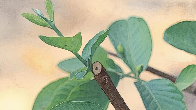 Além da folha da goiabeira, a morina pode ser extraída da casca de maçã, do figo, de alguns chás e de amêndoas, apresentando ação antimicrobiana e antioxidante (Foto: Reprodução)