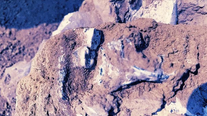 Mandíbula encontrada em escavação (Foto: Reprodução)