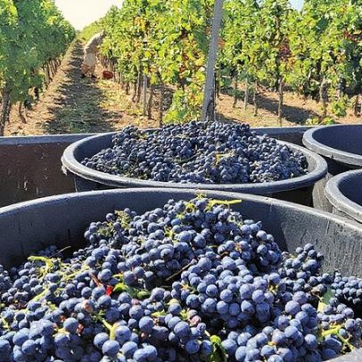 Estimativas de produção das vindimas de 2025 são divulgadas por região