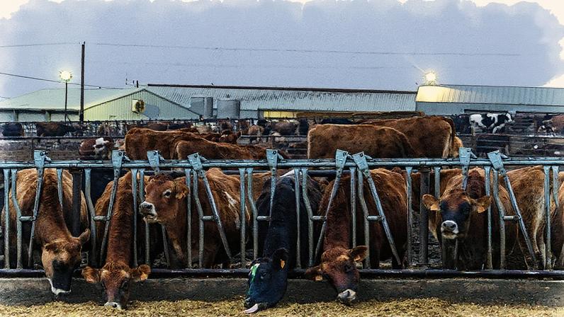 Focos de gripe aviária H5N1 encontrados em rebanhos de vacas leiteiras nos EUA (Foto: Reprodução)