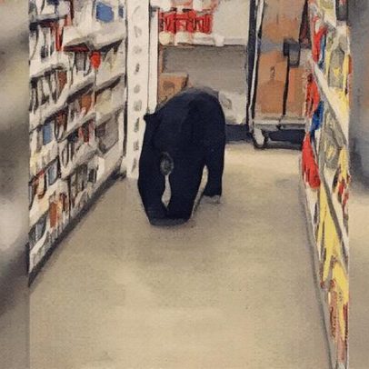 Urso invade loja nos EUA, fere idosa e é abatido pela polícia em vídeo