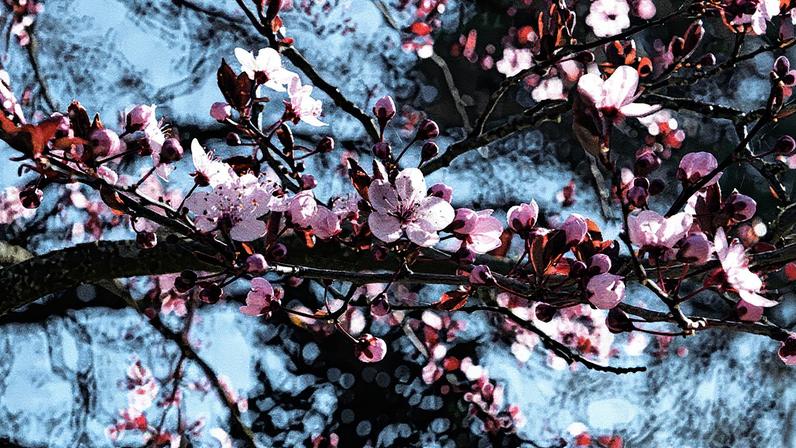Primavera meteorológica teve início em 1º de setembro e vai até o fim de novembro (Foto: Reprodução)