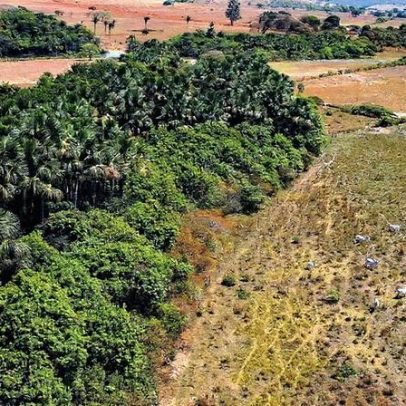 Ipam pede ações na COP30 para combater o desmatamento no Cerrado