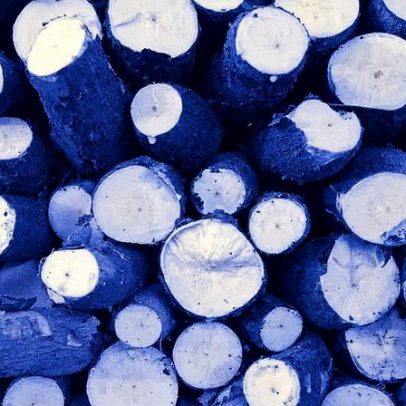 Mandioca enfrenta sérias ameaças no cultivo do Amazonas