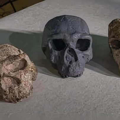 Crânio antigo desafia teorias sobre evolução humana