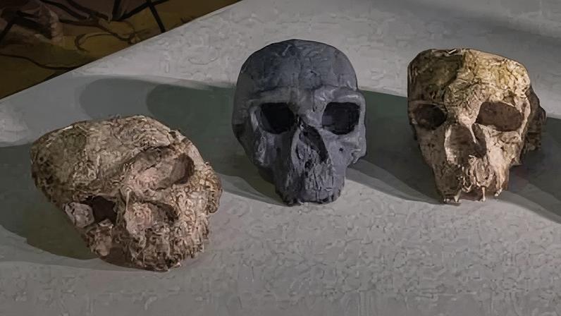 Nova reconstrucao (centro) do crânio esmagado de Yunxian 2 (direita) encontrado na China ao lado do fóssil esmagado (esquerda) descoberto no mesmo local  · Guanghui Zhao via CNN Newsource