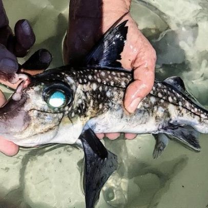 Peixe com dentes na testa surpreende cientistas com acasalamento inusitado