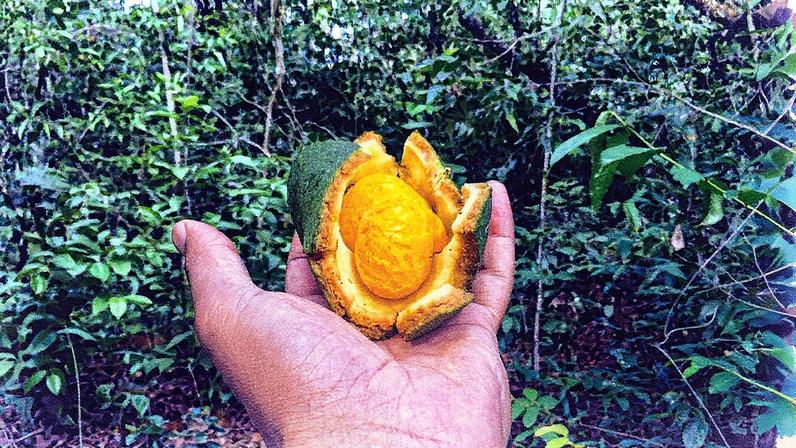 Fruto do Cerrado, o pequi é conhecido por suas propriedades que podem ajudar a reduzir riscos cardiovasculares e outras doenças (Foto: Reprodução)