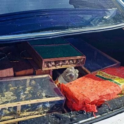 Polícia apreende mil aves silvestres em operação em Petrópolis e prende suspeito