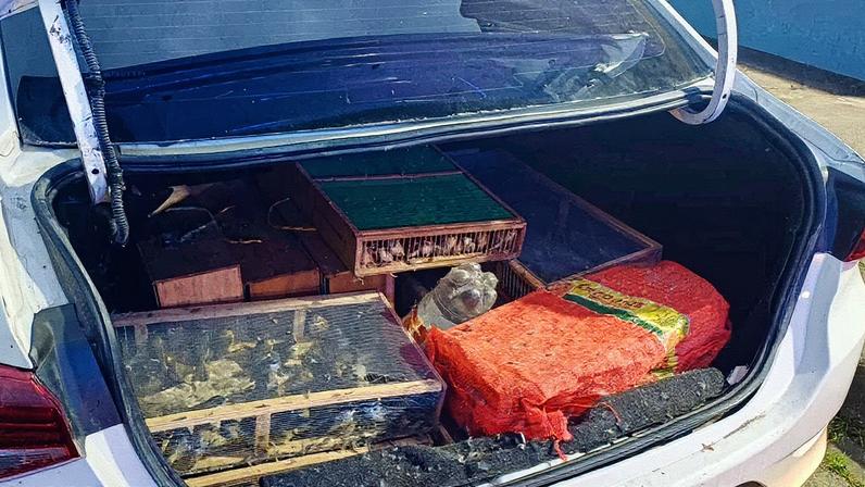 Polícia resgata mais de mil aves silvestres em operação em Petrópolis; um homem é preso (Foto: Reprodução)