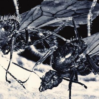 Rainha de formiga gera duas espécies distintas em descoberta surpreendente