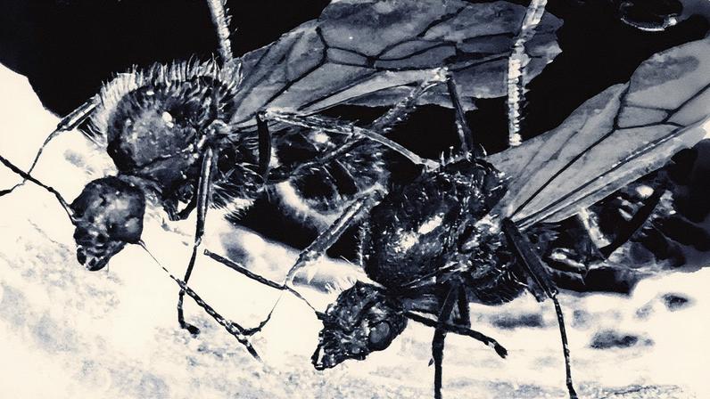 M. ibericus (à esquerda) e M. structor (à direita) exibem diferenças em pilosidade e forma do tórax. A colônia foi mantida em condições artificiais por 19 meses após a coleta da rainha em Montpellier, França (Foto: Reprodução)