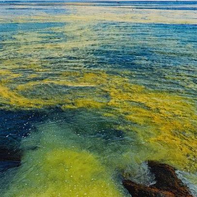 Impacto humano nos oceanos deve mais que dobrar até 2050, revela estudo