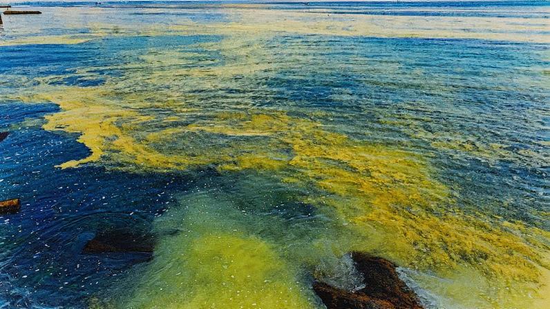 Eutrofização causada pelo escoamento de fertilizantes resulta em proliferação de algas, esgotando o oxigênio da água e criando 'zonas mortas' que afetam peixes e organismos marinhos (Foto: Reprodução)