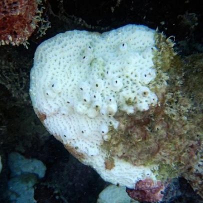 Corais enfrentam grave ameaça com o aumento do branqueamento global