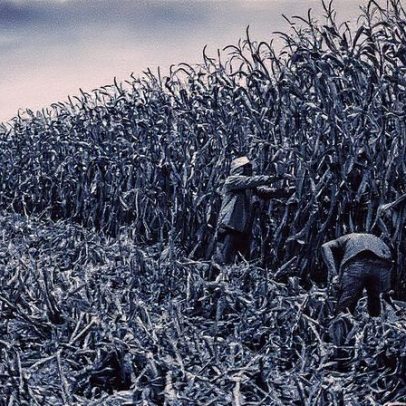 Trazabilidade promove um sistema agroalimentar mais sustentável e eficiente