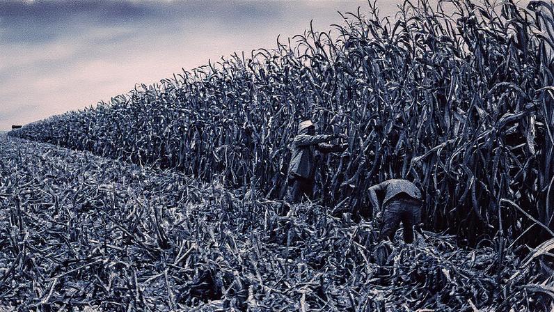 Campo de maíz branco em Culiacán, em maio de 2023 (Foto: Reprodução)