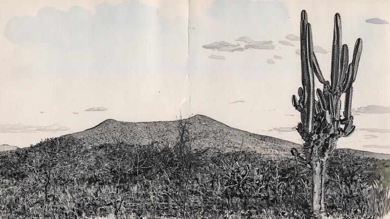 Paisagem da Caatinga em Uauá, Bahia, com vegetação típica da região (Foto: Reprodução)