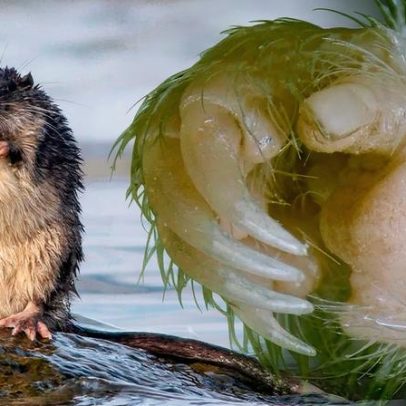 Polegar com unha impulsiona a conquista global dos roedores