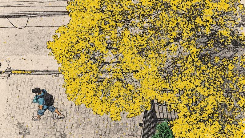 Ipê amarelo floresce na zona oeste de São Paulo (Foto: Reprodução)