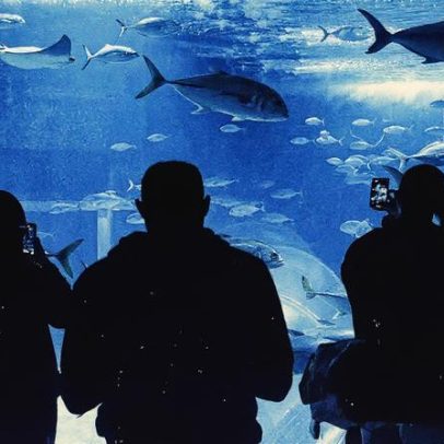 Peixe emite sons surpreendentes que revelam segredos da vida aquática