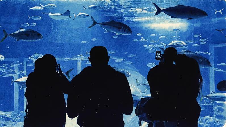 Pessoas visitam o AquaRio, no Rio de Janeiro (Foto: Reprodução)