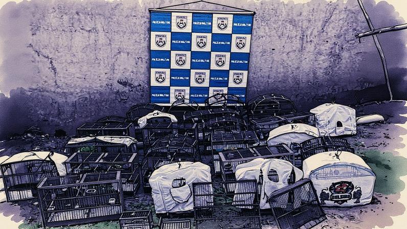 Polícia Militar encontra 22 aves em cativeiro em imóvel (Foto: Reprodução)