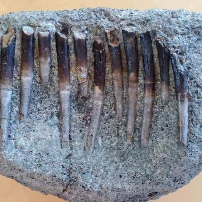 Dentes fossilizados de dinossauros revelam segredos sobre suas dietas antigas