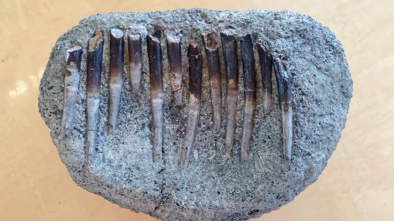 Conjunto de dentes de Diplodocus (Foto: Reprodução)