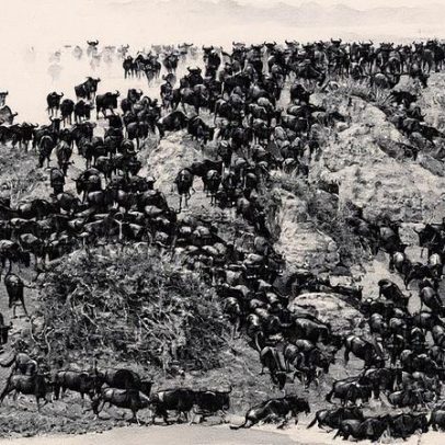 Animais migrantes enfrentam crescente ameaça devido à degradação de habitats