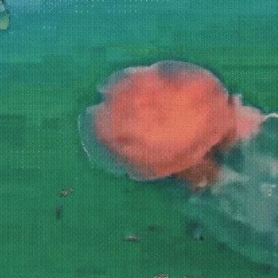 Águas-vivas rosas de 20 metros surpreendem banhistas nas praias do Texas