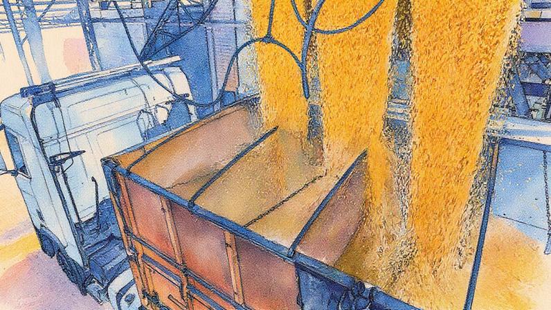 Edição genética de soja para aumentar resistência e produtividade (Foto: Reprodução)