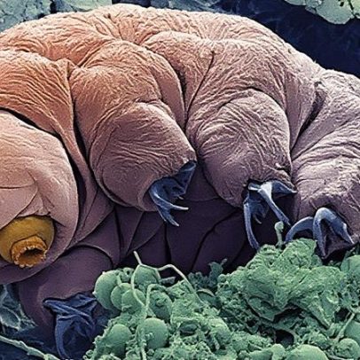 "Explorando os superpoderes da forma de vida mais resistente da Terra"