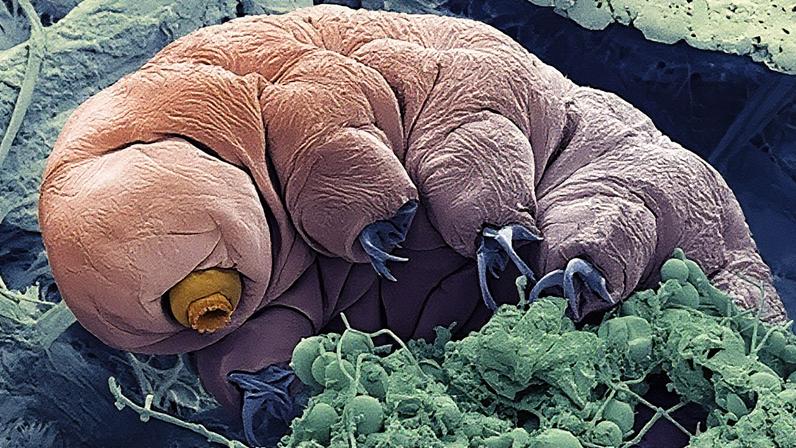 (Credit: Steve Gschmeissner/ Science Photo Library)