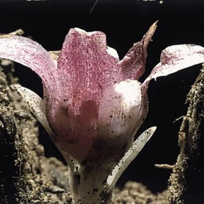Corrida para salvar a orquídea mais rara do mundo