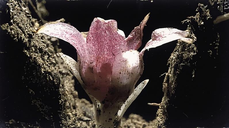 Kingsley Dixon The Western Australian underground orchid in flower (Credit: Kingsley Dixon)